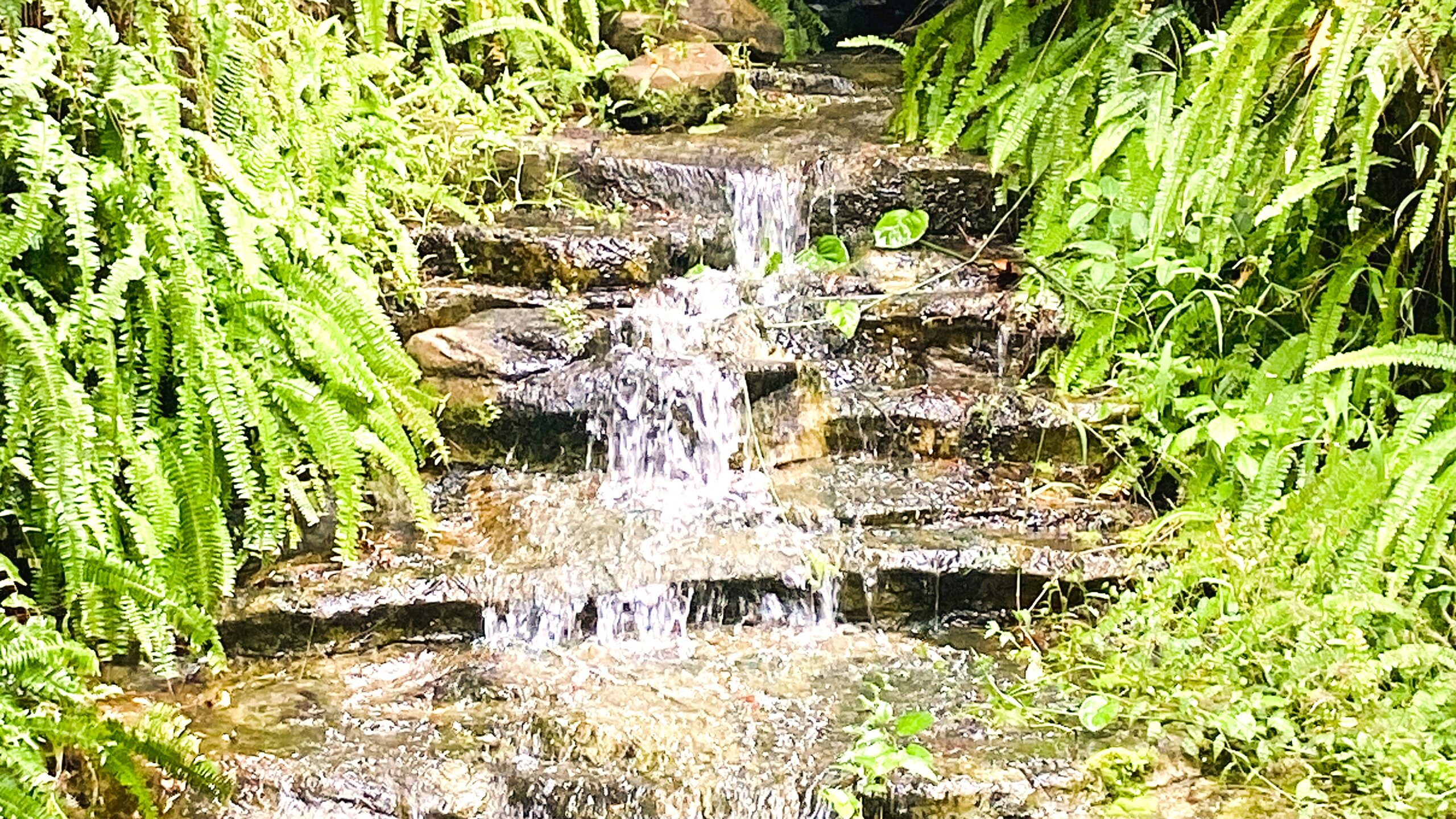 病気のセッション